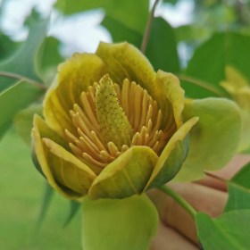 Kínai tulipánfa, Liriodendron chinense, évelő, fásszárú